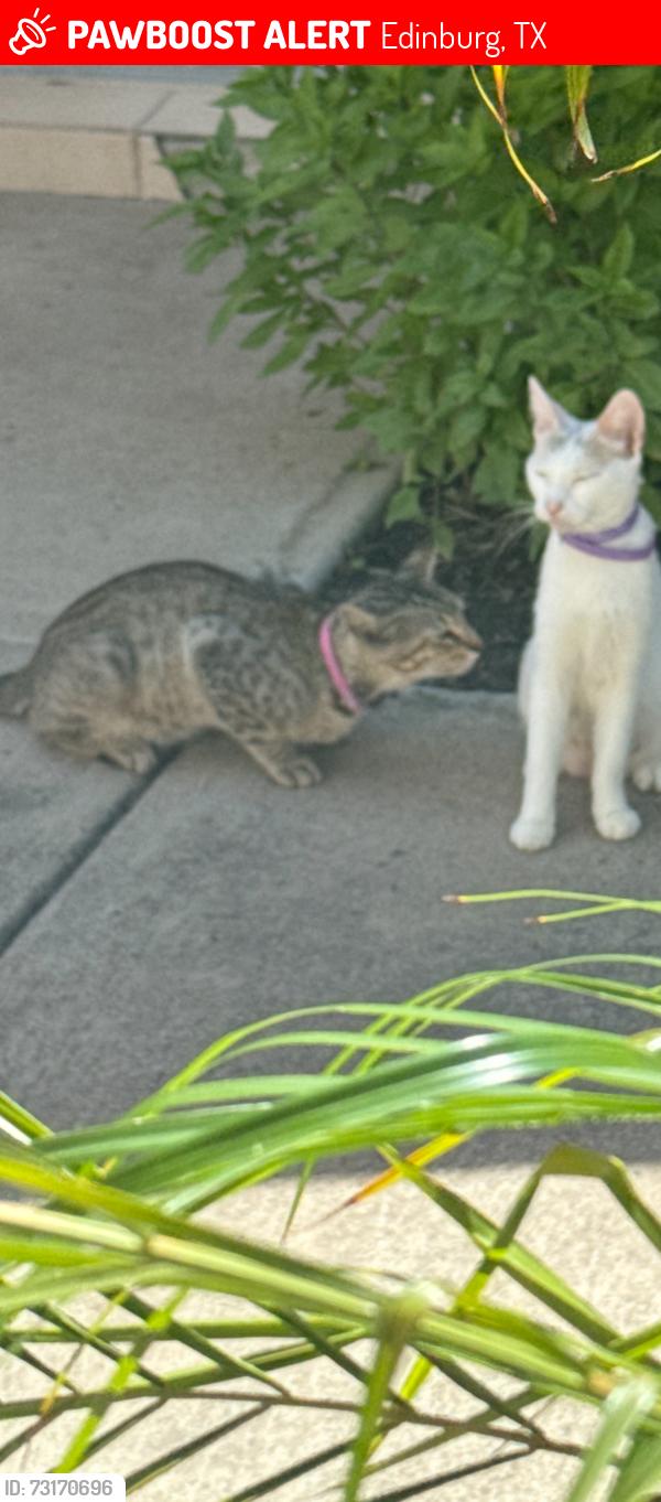 Lost Male Cat last seen Moonlight lane Edinburg Tx, Edinburg, TX 78541