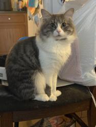 Reunited Male Cat last seen Horizon Village and Palm Village, Las Vegas, NV 89183