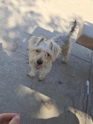 Found/Stray Unknown Dog last seen Avocado Heights Park, Hacienda Heights, CA 91745
