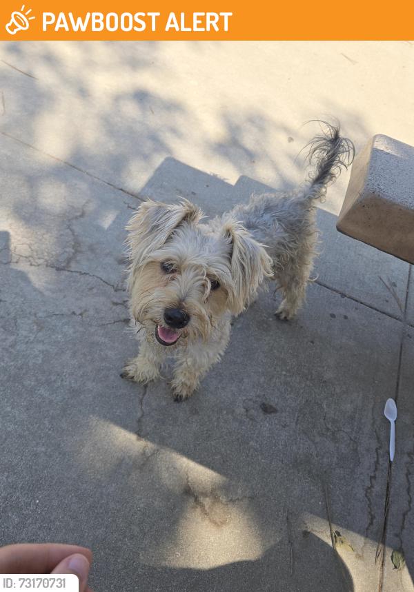 Found/Stray Unknown Dog last seen Avocado Heights Park, Hacienda Heights, CA 91745