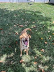 Reunited Male Dog last seen Bentley Place, Charlotte, NC 28205