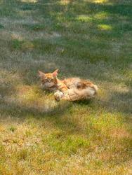 Found/Stray Male Cat last seen Crossing pl sw and sunnyslope, Port Orchard, WA 98366