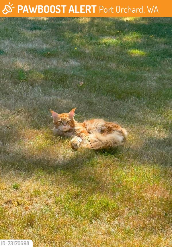 Found/Stray Male Cat last seen Crossing pl sw and sunnyslope, Port Orchard, WA 98366