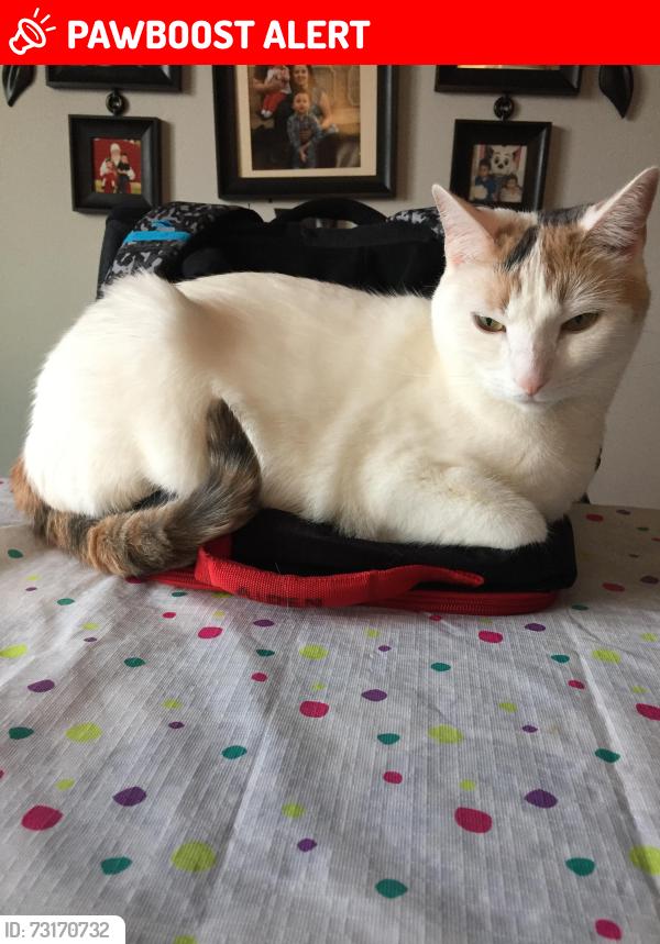 Lost Female Cat last seen Fullerton Rd, La Habra Heights, CA 90631