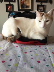 Lost Female Cat last seen Fullerton Rd, La Habra Heights, CA 90631