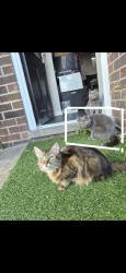 Reunited Female Cat last seen Old dental surgery on cherry orchard mount and amber Hill close, Nottingham, England 