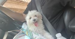Reunited Male Dog last seen Sw 120 st and 67 ave, Pinecrest, FL 33156