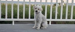 Reunited Male Dog last seen Cul de sac on Belshire Ln, San Diego, CA 92126