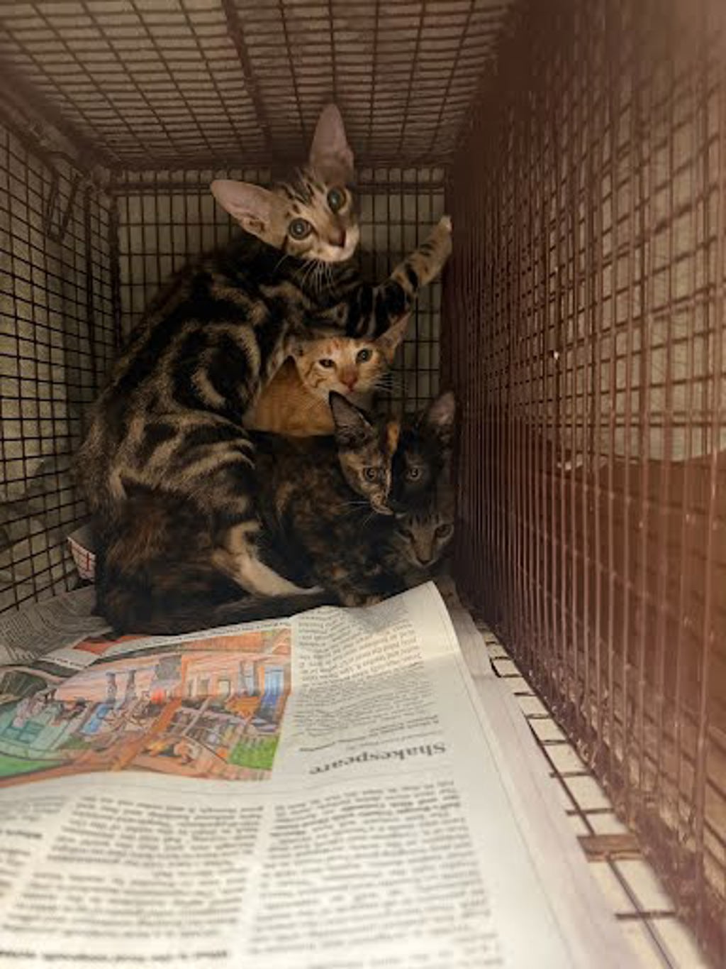 Shelter Stray Unknown Cat last seen Near Esther Drive, AUSTIN, TX, 78752, 7201 Levander Loop bldg a, Austin, TX 78702, USA