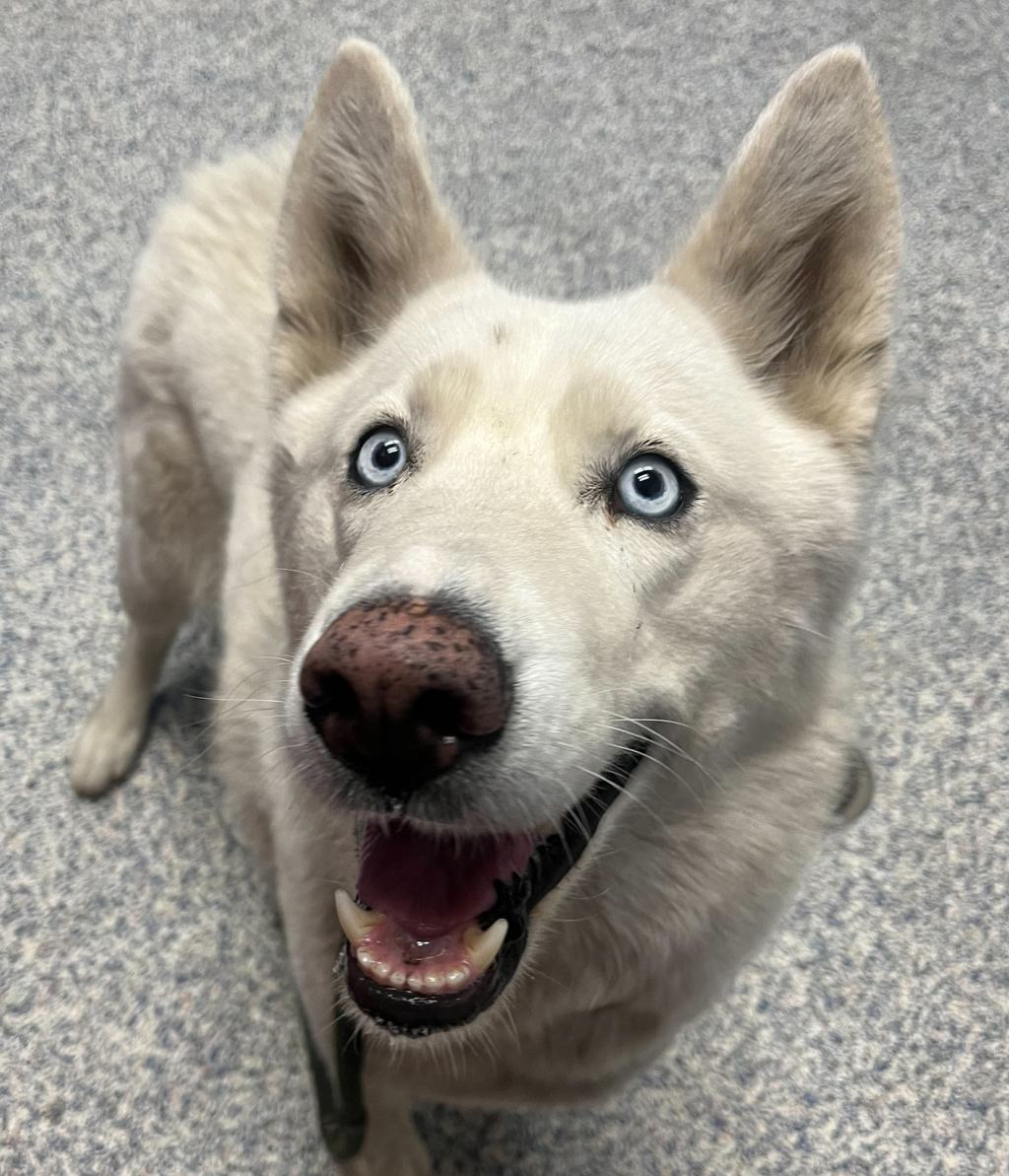 Shelter Stray Female Dog last seen Unknown, Golden, CO, 80401, 580 McIntyre St, Golden, CO 80401, USA