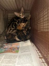 Shelter Stray Unknown Cat last seen Near Esther Drive, AUSTIN, TX, 78752, 7201 Levander Loop bldg a, Austin, TX 78702, USA