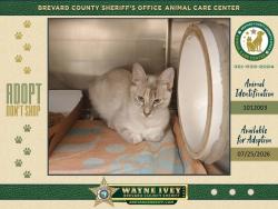 Shelter Stray Female Cat last seen Near Barnesdale Drive, MELBOURNE, FL, 32935, 5100 W Eau Gallie Blvd, Melbourne, FL 32934, USA