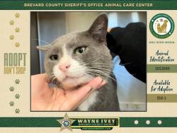 Shelter Stray Male Cat last seen Near Rolling Rock Drive, MELBOURNE, FL, 32934, 5100 W Eau Gallie Blvd, Melbourne, FL 32934, USA