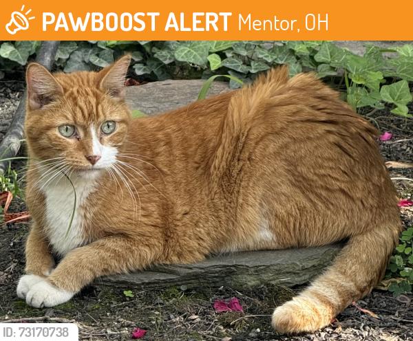 Found/Stray Unknown Cat last seen Broadmoor circles, Mentor, OH 44060