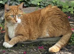 Found/Stray Unknown Cat last seen Broadmoor circles, Mentor, OH 44060