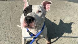 Shelter Stray Male Dog last seen Apt 2E,35-05 30th Street, ASTORIA, NY, 11106, 326 E 110th St, New York, NY 10029, USA