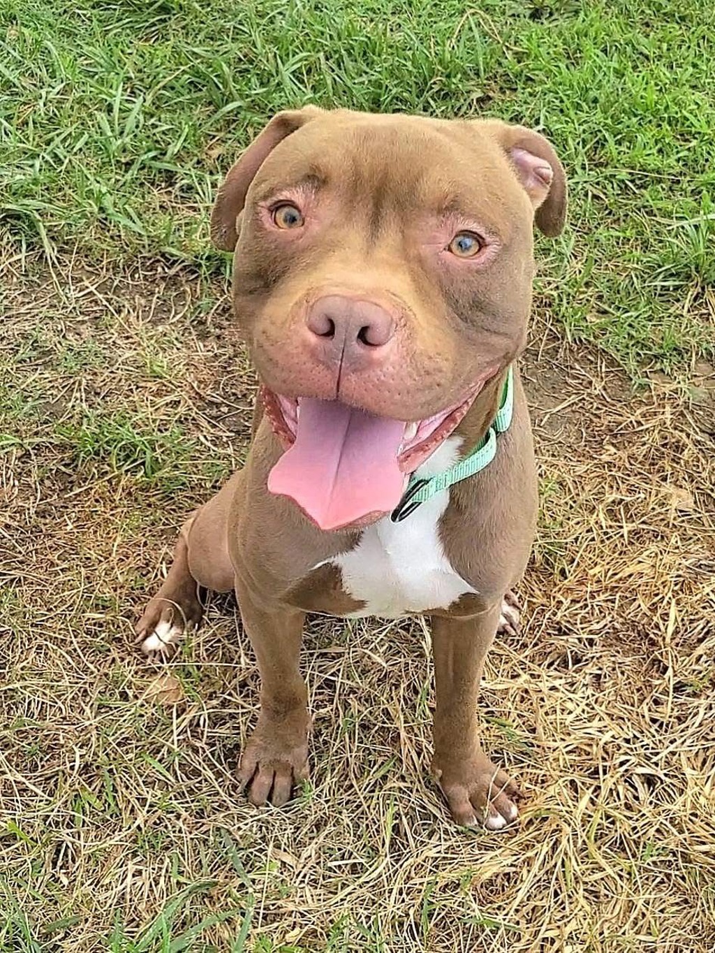 Shelter Stray Male Dog last seen Patrick Henry Drive, BROOKLYN PARK, MD, 21225, 411 Maxwell Frye Rd, Millersville, MD 21108, USA
