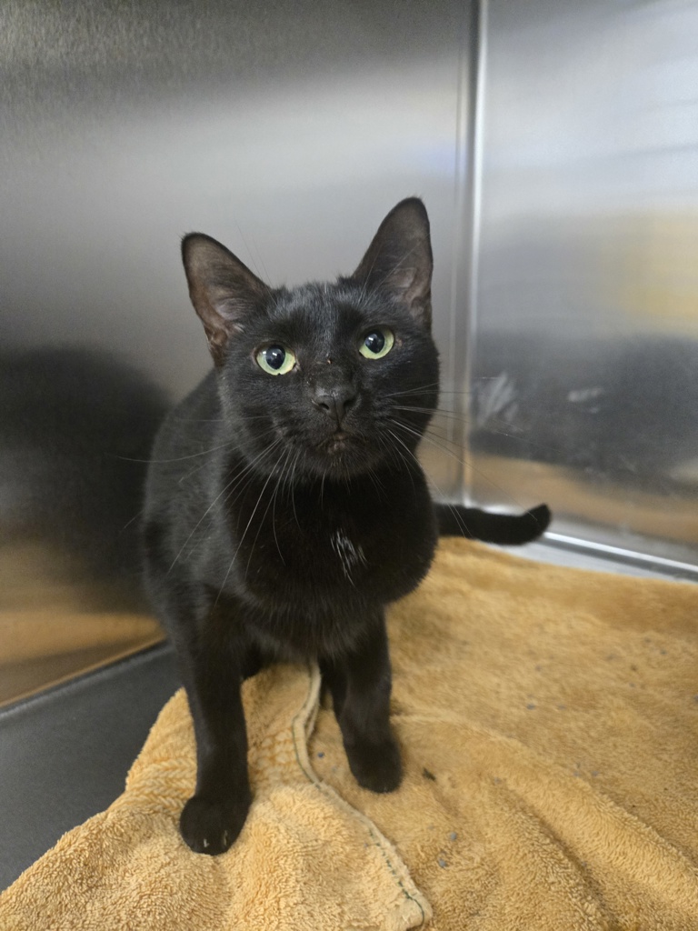 Shelter Stray Female Cat last seen MD, 411 Maxwell Frye Rd, Millersville, MD 21108, USA