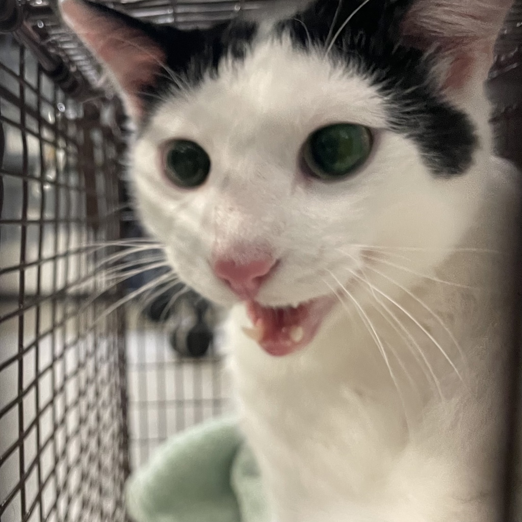 Shelter Stray Male Cat last seen Near 1st Street, DES MOINES, IA, 50313, Des Moines, IA 50313