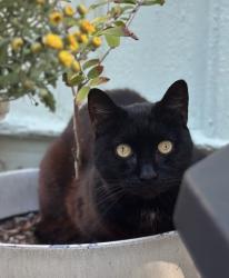 Reunited Male Cat last seen He was last seen on Blue Heron Ln in Edgewater but had a collar found on Palm Breeze Dr, Edgewater, FL 32141