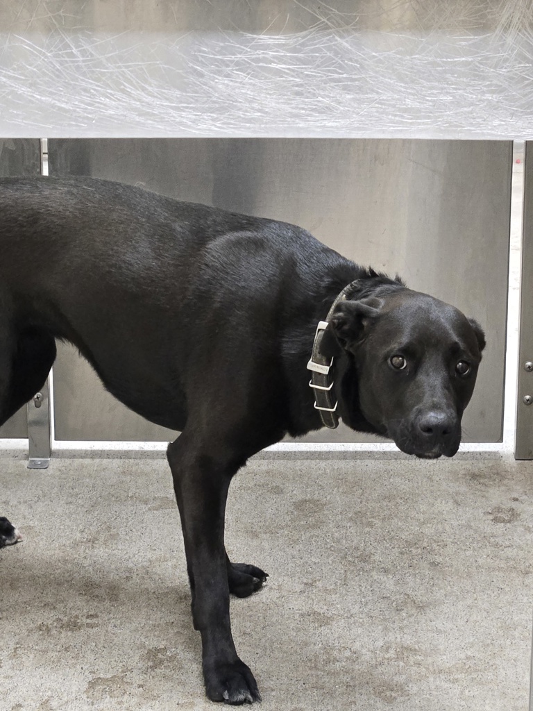 Shelter Stray Female Dog last seen Wellesley And Nevada, WA, 6815 E Trent Ave, Spokane, WA 99212, USA