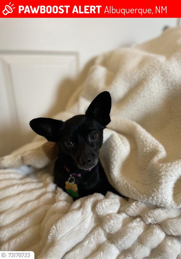 Lost Female Dog last seen Broadway and Gibson, Albuquerque, NM 87102