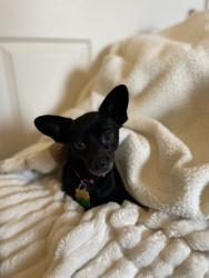 Lost Female Dog last seen Broadway and Gibson, Albuquerque, NM 87102