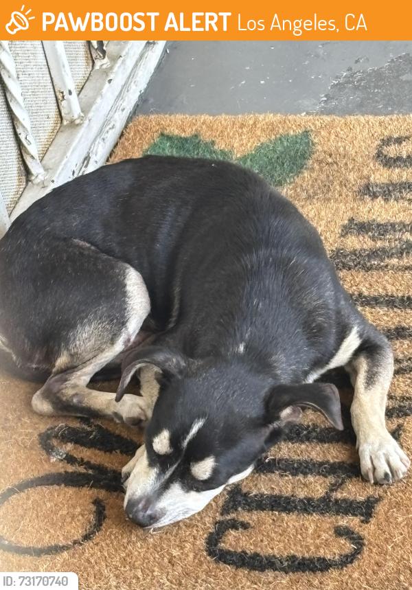 Found/Stray Male Dog last seen Across the street from a laundromat, Los Angeles, CA 90062