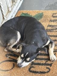 Found/Stray Male Dog last seen Across the street from a laundromat, Los Angeles, CA 90062