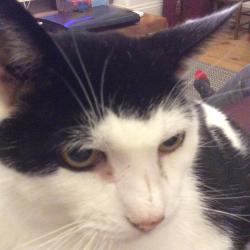 Reunited Male Cat last seen Admarality street, , England PL7