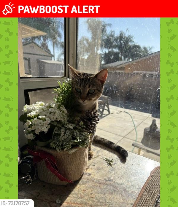 Lost Female Cat last seen CARNELIAN AND BASELINE, Rancho Cucamonga, CA 91701