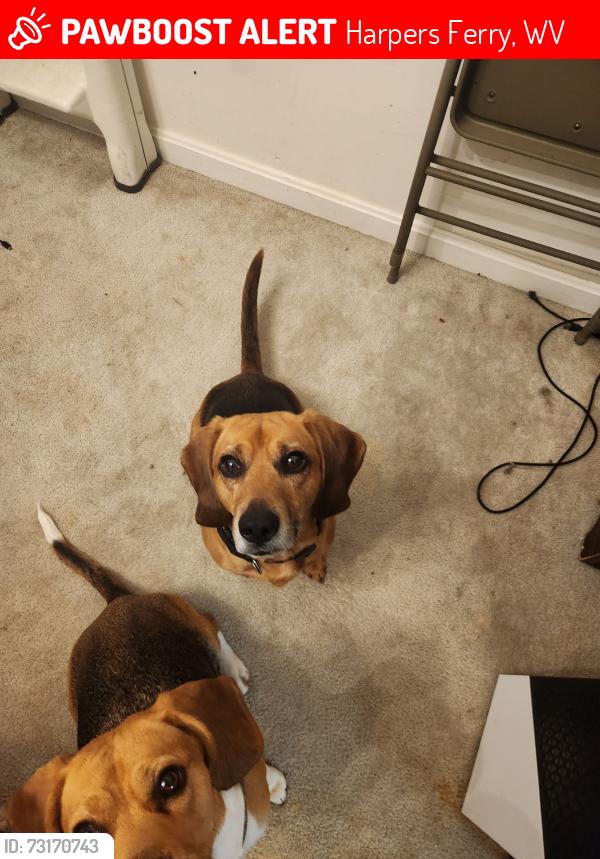 Lost Male Dog last seen Nearest cross street is Skyline Trl., Harpers Ferry, WV 25425