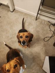 Lost Male Dog last seen Nearest cross street is Skyline Trl., Harpers Ferry, WV 25425