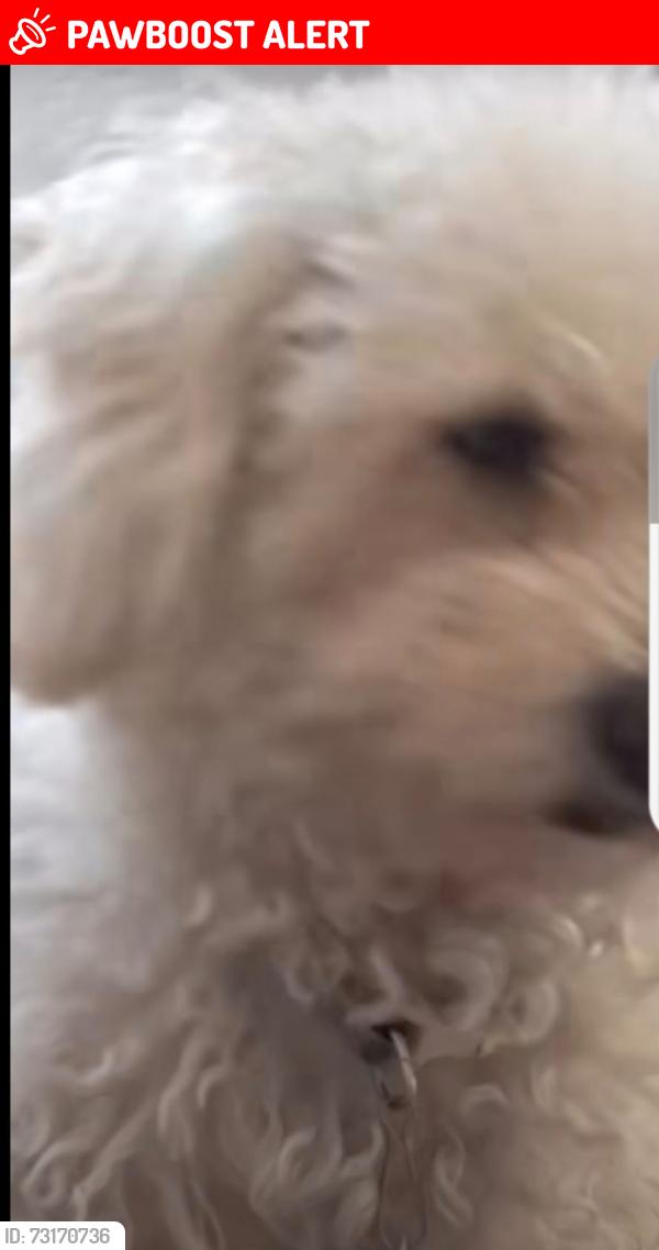 Lost Female Dog last seen oyamel esquina abedules valle de los pinos, Los Reyes Acaquilpan, Méx. 56420