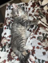 Reunited Male Cat last seen Near N Sixth St, Lompoc, CA 93436, USA, Lompoc, CA 93436