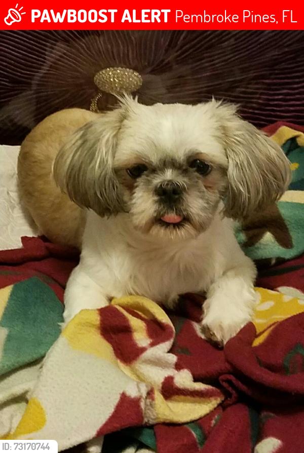 Lost Female Dog last seen 87th Way NW 11th Street, Pembroke Pines, FL 33024