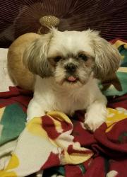 Lost Female Dog last seen 87th Way NW 11th Street, Pembroke Pines, FL 33024