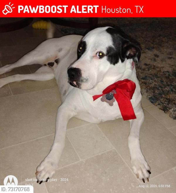 Lost Female Dog last seen TX 6 & West rd., Houston, TX 77095