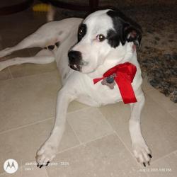 Lost Female Dog last seen TX 6 & West rd., Houston, TX 77095