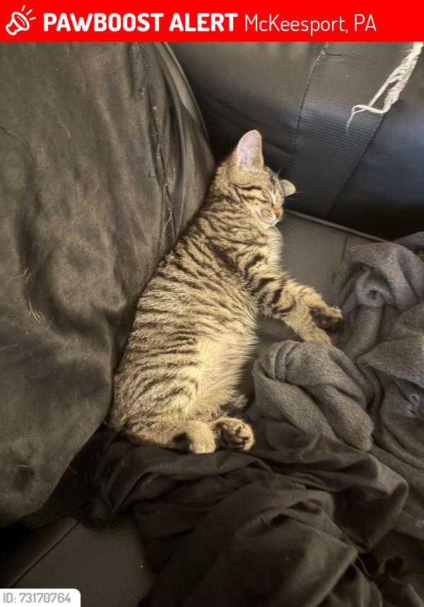 Lost Female Cat last seen 23h Crawford village, McKeesport, PA 15132
