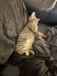 Lost Female Cat last seen 23h Crawford village, McKeesport, PA 15132