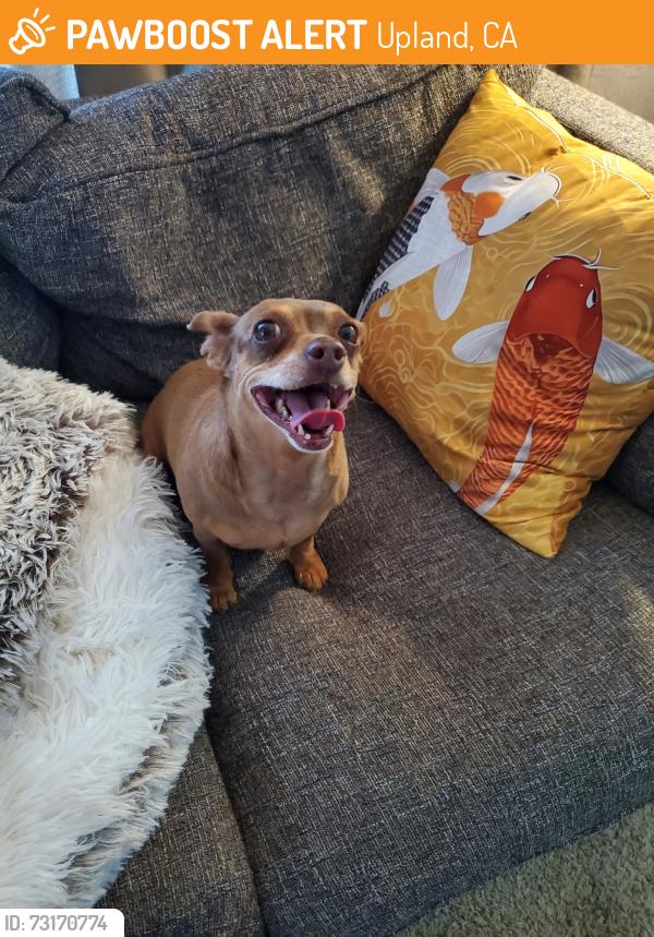 Found/Stray Male Dog last seen Coronado & Glenwood UPLAND CA, Upland, CA 91786