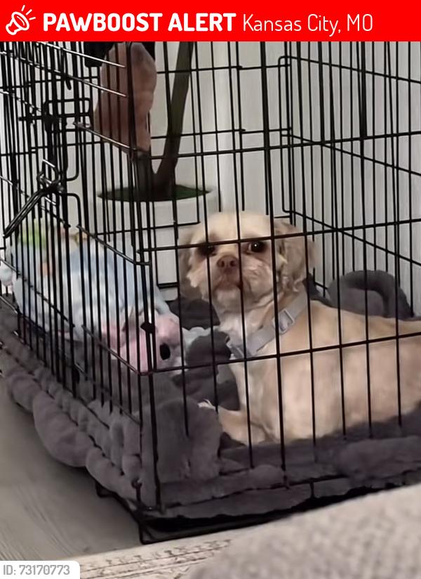 Lost Female Dog last seen Independence Ave, Kansas City, MO 64124