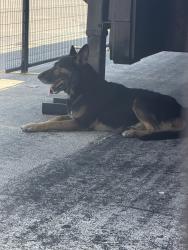 Found/Stray Unknown Dog last seen JCPenney Southpark, San Antonio, TX 78224