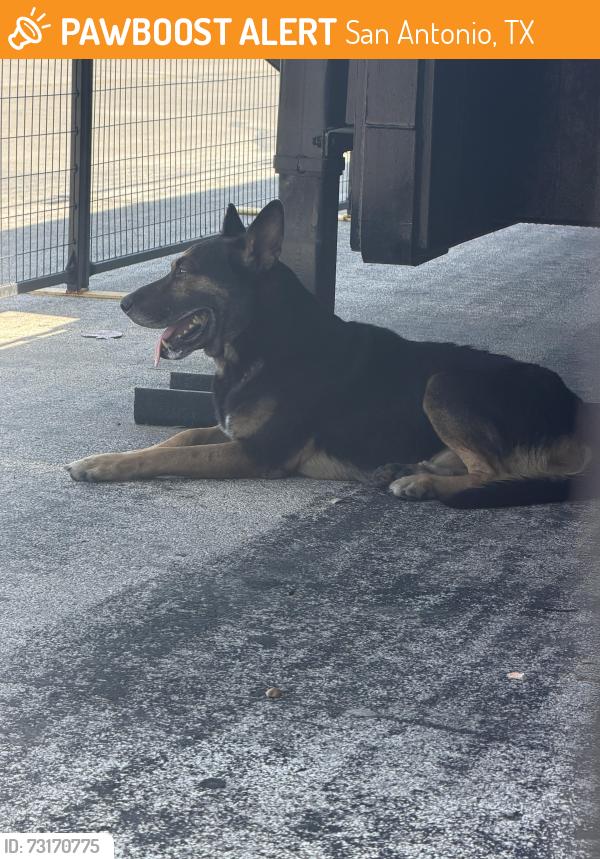 Found/Stray Unknown Dog last seen JCPenney Southpark, San Antonio, TX 78224