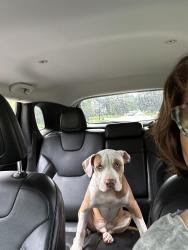 Found/Stray Male Dog last seen Huntington Avenue between Azalea & Wilmer Avenues near High School Softball field, Henrico, VA 23294