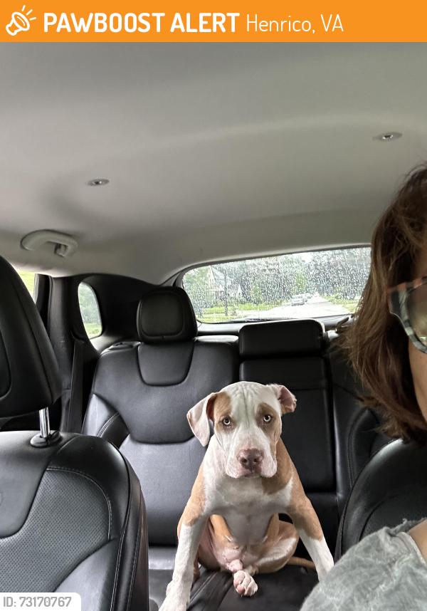 Found/Stray Male Dog last seen Huntington Avenue between Azalea & Wilmer Avenues near High School Softball field, Henrico, VA 23294