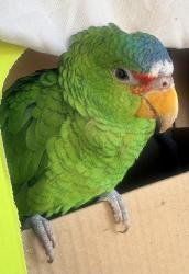 Found/Stray Unknown Bird last seen Willow/ Santa Fe, Long Beach, CA 90810