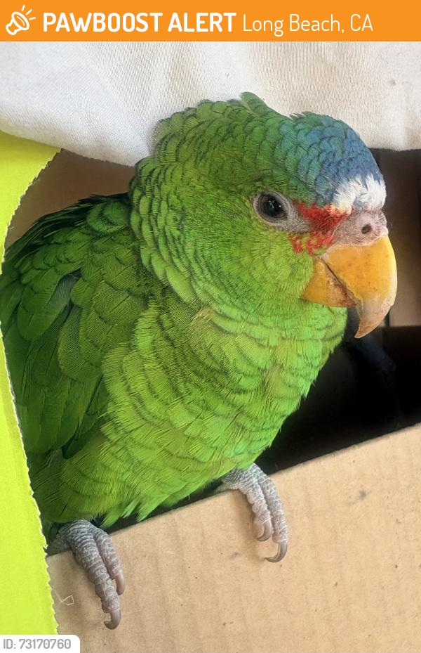 Found/Stray Unknown Bird last seen Willow/ Santa Fe, Long Beach, CA 90810
