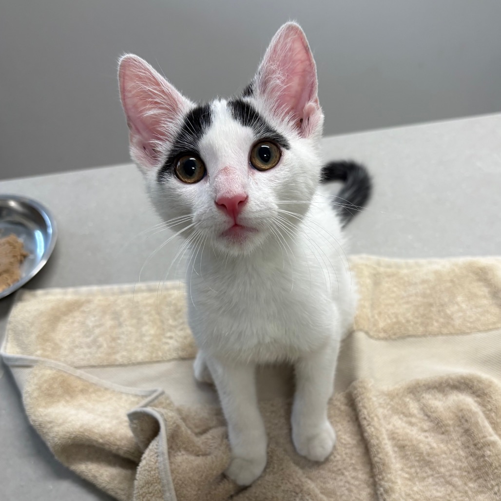 Shelter Stray Male Cat last seen , 1013 Garfield St, Oak Park, IL 60304, USA